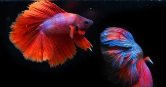 Fra hav til bord: Sæsonens bedste fiskeopskrifter