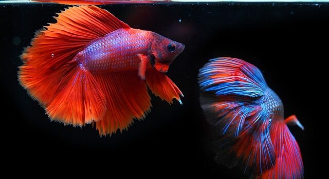 Fra hav til bord: Sæsonens bedste fiskeopskrifter